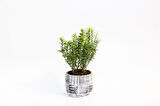 BONSAİ EUONYMUS MİCROPHYLLUS - HEDİYELİK ARKAİK SAKSIDA BEYAZ