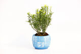 BONSAİ EUONYMUS MİCROPHYLLUS - HEDİYELİK ARKAİK SAKSIDA MAVİ