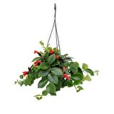 Ruj Çiçeği (Aeschynanthus) - Askılı Saksıda