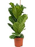 Ficus  Lyrata - Keman Yapraklı Kauçuk 60-80 cm