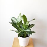 Aglonema Silver - Çin Herdemyeşili