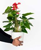 Anthoryum  - Flamingo Çiçeği (Anthurium) 40 cm