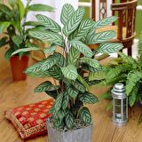 Calathea Ctenanthe Setosa (Dua Çiçeği) 20-40 cm