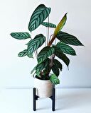 Calathea Ctenanthe Setosa (Dua Çiçeği) 20-40 cm