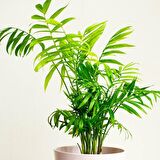 Dağ Palmiyesi -Chamaedorea Elegans 15 cm