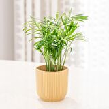 Dağ Palmiyesi -Chamaedorea Elegans 15 cm