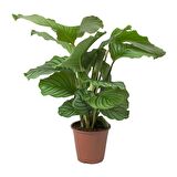 Calathea Orbifolia (Dua Çiçeği) 20-30 cm