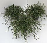 Avustralya Sarmaşığı (Muehlenbeckia) Askılı Saksıda