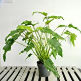 Philodendron xanadu