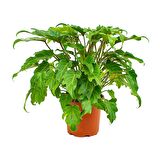Philodendron xanadu
