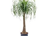Nolina – Fil Ayağı 40-60 cm