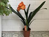 Clivia Miniata – Klivya