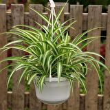 Kurdele Çiçeği  (Chlorophytum comosum) - Askılı Saksıda