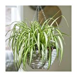Kurdele Çiçeği  (Chlorophytum comosum) - Askılı Saksıda