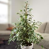 Alacalı Benjamin - Ficus Benjamina Starlight 60-80 cm