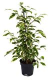 Alacalı Benjamin - Ficus Benjamina Starlight 60-80 cm