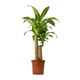 Dracena Massengena 2’li 100-120 cm