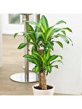 Dracena Massengena 2’li 100-120 cm