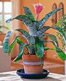 Eşmeya – Kupa Çiçeği (Aechmea)