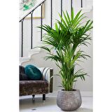 Kentya palmiyesi –  Kentia Palm 100-120 cm