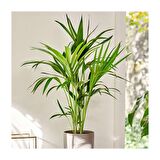 Kentya palmiyesi –  Kentia Palm 100-120 cm
