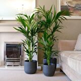 Kentya palmiyesi –  Kentia Palm 100-120 cm