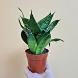 Yeşil Paşa Kılıcı – Sansevieria Hahnii 15-20 cm