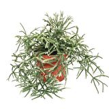 Askılı Saksıda Spagetti Kaktüsü – Rhipsalis Pilocarpa