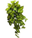 Ok Başı Sarmaşığı - Syngonium Podophyllum