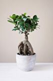 Ficus Ginseng Bonsai