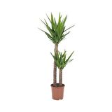 Yuka – Yucca 2’li 100-125cm