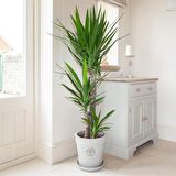 Yuka – Yucca 3’lü 100-125cm