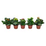Kalanşo Çiçeği – Kalanchoe - 5 Adet  Karışık Renklerde