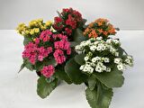 Kalanşo Çiçeği – Kalanchoe - 5 Adet  Karışık Renklerde