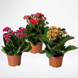Kalanşo Çiçeği – Kalanchoe - 5 Adet  Karışık Renklerde