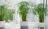Japon Şemsiyesi – Cyperus Alternifolius