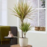 Madagaskar Dragon Ağacı – Dracaena Marginata Alacalı 2 Gövdeli