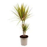 Madagaskar Dragon Ağacı – Dracaena Marginata Alacalı 2 Gövdeli