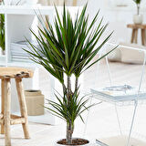 Madagaskar Dragon Ağacı – Dracaena Marginata 2 Gövdeli Yeşil
