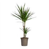 Madagaskar Dragon Ağacı – Dracaena Marginata 2 Gövdeli Yeşil