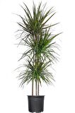 Madagaskar Dragon Ağacı – Dracaena Marginata 3 Gövdeli Yeşil
