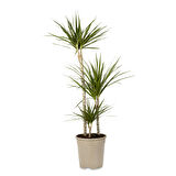 Madagaskar Dragon Ağacı – Dracaena Marginata 3 Gövdeli Yeşil