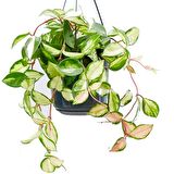 Alacalı Mum Çiçeği (Hoya carnosa Tricolor) - Askılı Saksıda
