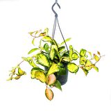 Alacalı Mum Çiçeği (Hoya carnosa Tricolor) - Askılı Saksıda