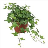 Mini Hedera Salon Sarmaşığı- (Hedera Helix Green) Askılı Saksıda