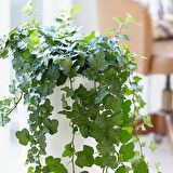 Mini Hedera Salon Sarmaşığı- (Hedera Helix Green) Askılı Saksıda