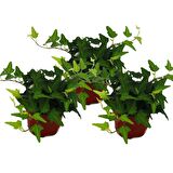 Mini Hedera Salon Sarmaşığı- (Hedera Helix Green) 3 Adet Saksıda