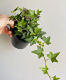 Mini Hedera Salon Sarmaşığı- (Hedera Helix Green) 3 Adet Saksıda