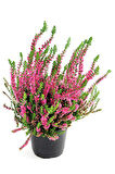 Erika (Funda) Çiçeği – Erica Carnea - Pembe