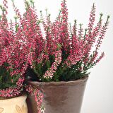 Erika (Funda) Çiçeği – Erica Carnea - Pembe